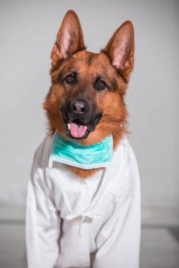 Tatlı doktor Alman çoban köpek