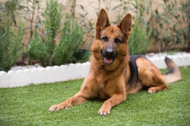 Şirin Alman çoban köpeği bir bahçe çim üzerinde yalan