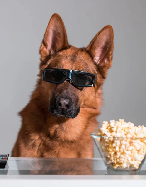 Divertente cane carino guardando un film con i suoi occhiali 3d, popcorn e — Foto Stock