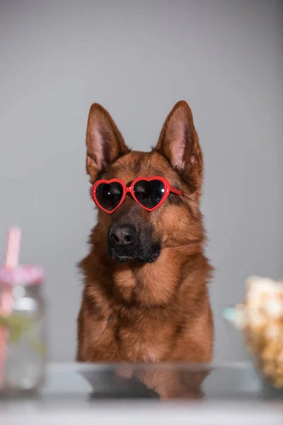 Divertente cane carino guardando un film con occhiali da sole cuore popcorn e — Foto Stock