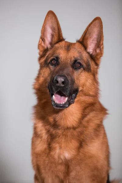 かわいいジャーマン ・ シェパード犬のクローズ アップ — ストック写真