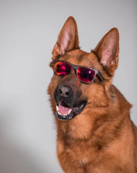 Primo piano di un simpatico cane pastore tedesco con occhiali da sole — Foto Stock