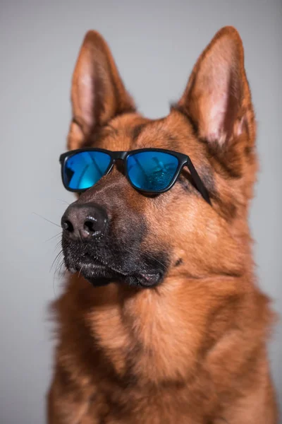 Primo piano di un simpatico cane pastore tedesco con occhiali da sole — Foto Stock