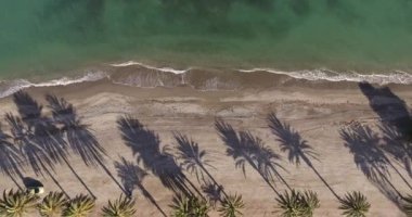Akdeniz palmiye ağaçları ile bir plaj havadan görünümü