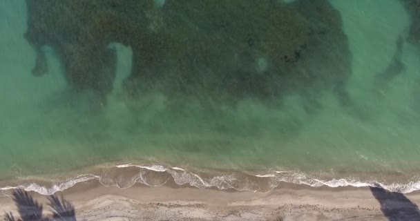Akdeniz Palmiye Ağaçları Ile Bir Plaj Havadan Görünümü — Stok video