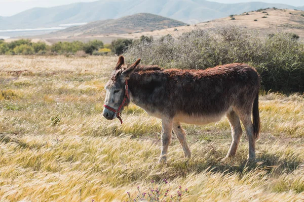 cute donkey walking in the field