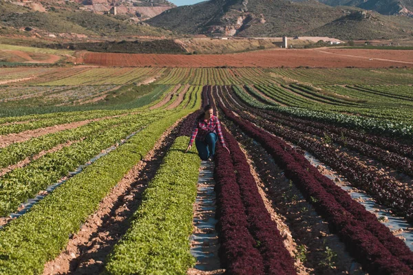 young technical woman working in a field of lettuces