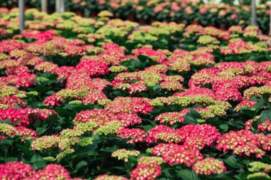 Pembe hydrang harika ekimi alanının görünümünü yakından