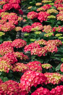 Pembe hydrang harika ekimi alanının görünümünü yakından