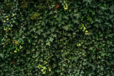 Ivy bitki duvarı. Doğal yeşil yapraklar duvar arkası, şablon yok.