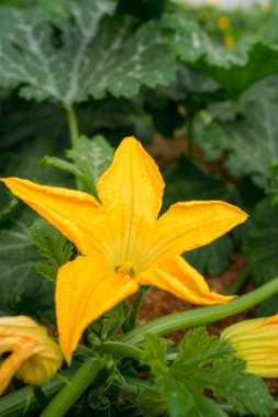 Ekolojik bir serada yetişen kabak bitkilerine ve çiçeklere yakından bakın.. 