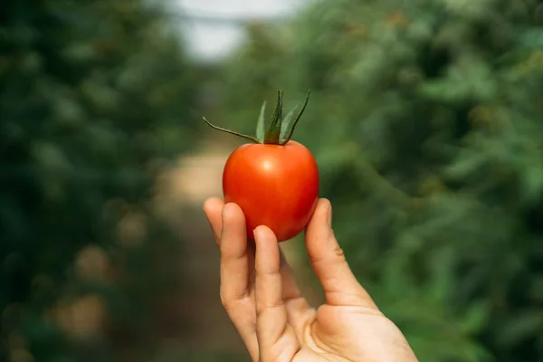 Point Vue Une Femme Tenant Une Tomate Rouge Dans Une — Photo