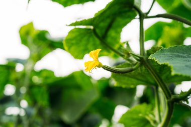 Almerya 'da geleneksel serada salatalık yetiştiriliyor. Biyolojik, organik ve bütünleşik savaş.