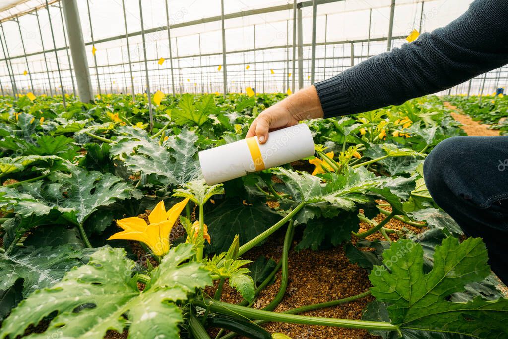 Male farmer applying insects for biological pest control in an organic zucchini crop in a greenhouse. Integrated pest management technique in the field of crops. Biological, organic and integrated fight.