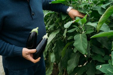 Adam Almera 'daki organik üretim serasında taze siyah patlıcan veya patlıcan hasat ediyor..