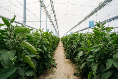 Otomatik iklim kontrollü organik bir serada siyah patlıcan ya da patlıcan tarlası manzarası.