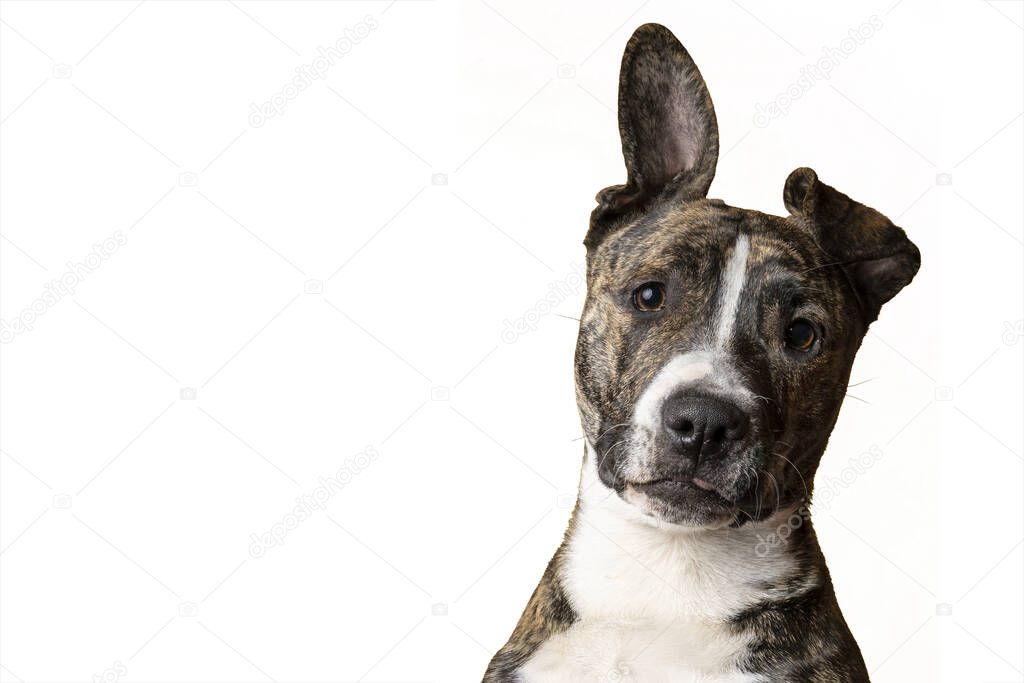 Crazy tabby american staffordshire terrier head shot isolated on white background.