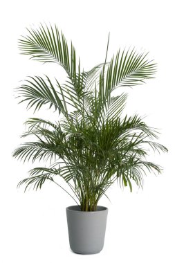 Kentia Palm Tree saksıda gri. Beyaz arka planda izole edilmiş ev bitkisi
