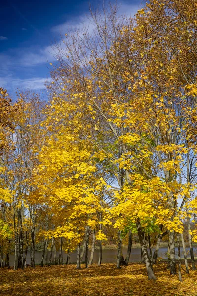Follaje amarillo vivo en los árboles en la orilla del río — Foto de Stock