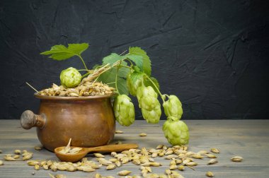 Arpa tohumu ile bitki taze şerbetçiotu Dalı