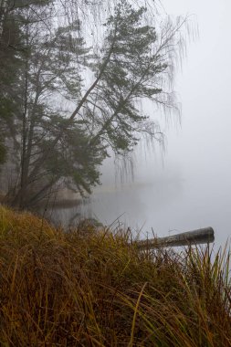 Sisli bir gölün kıyısındaki renkli yabani otlar