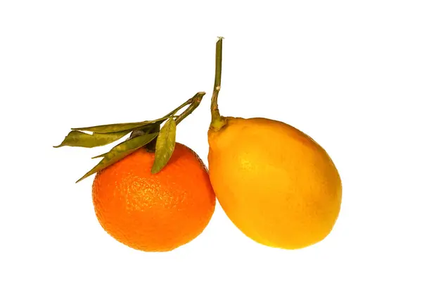Frische Zitrone und Clementine mit Zweigen und Blättern — Stockfoto