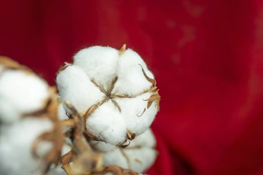 Kırmızı zemin üzerinde bir dalı olan doğal pamuk.