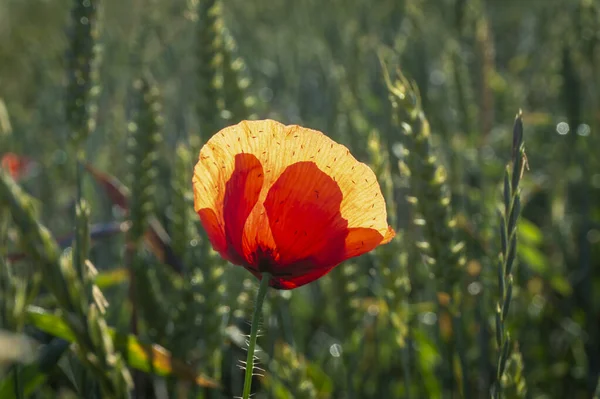 Beautiful red and yellow poppy flower