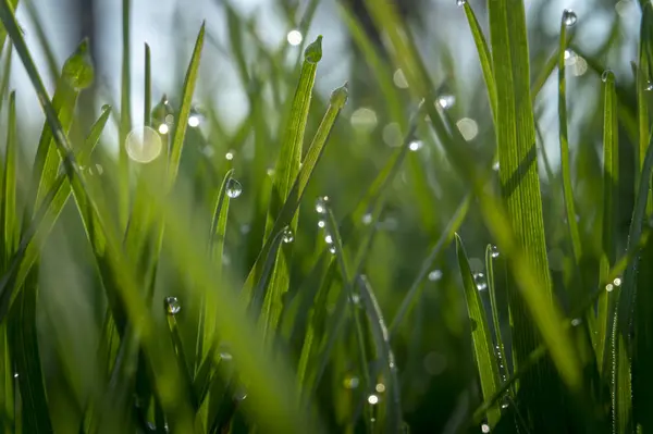 Grama verde e gotas de orvalho da manhã — Fotografia de Stock