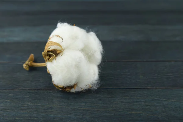 Bomull boll med naturlig bomull — Stockfoto