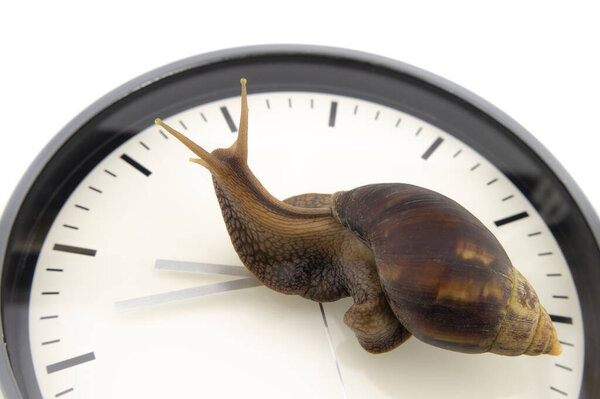 Terrestrial snail crossing a clock dial