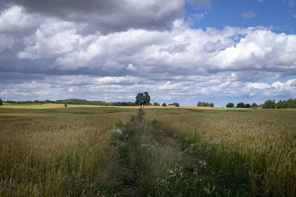 Krajobraz Rolniczy Uprawami Zbóż Rosnącymi Polu Pod Zachmurzonym Błękitnym Niebem — Zdjęcie stockowe