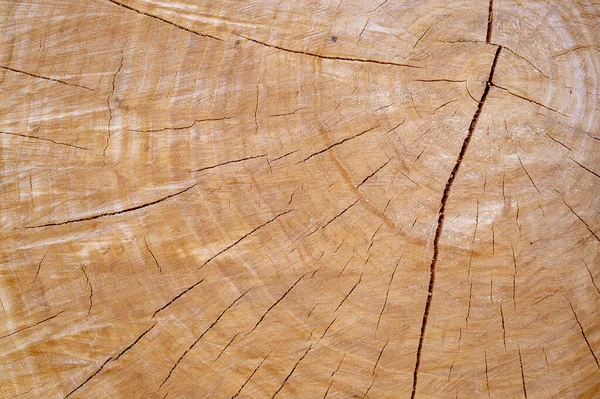 Anéis Crescimento Anuais Fundo Textura Árvore Registrada — Fotografia de Stock