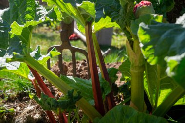 Tarım alanında yetişen ravent bitkileri, ilkbaharda yeşil yapraklar ve karakteristik kırmızı saplar üzerinde büyür.