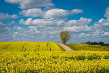 Parlak sarı kolza tohumu, kanola ya da colza tarlasında güneşli mavi gökyüzü ve beyaz bulutların altında bir çiftlik aracının lastik izleri var.