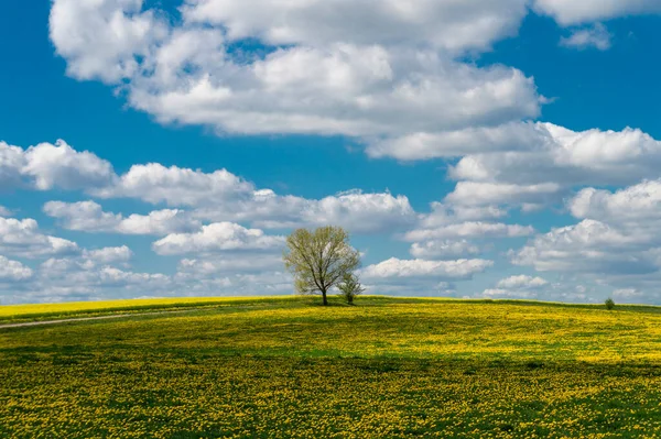 Samotnie Wiosenne Drzewa Żółtej Łące Mniszka Lekarskiego Przeciwko Błękitnemu Niebu — Zdjęcie stockowe