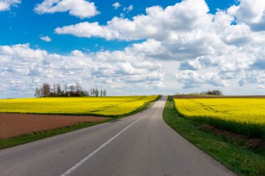 Boş asfalt yolu, beyaz bulutlu mavi gökyüzünün altında güzel sarı tarlaları olan pitoresk kırsal arazide.