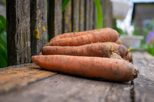 Freshly harvested bunch of carrots on a garden table outdoors against a rustic weathered wooden fence in a low angle view