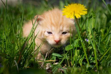 Çayırdaki uzun yeşil çimlerin arasında küçük bir kedi yavrusu