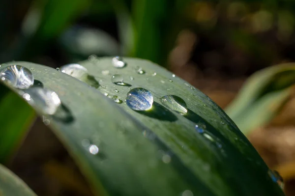Gotas Brilhantes Água Chuva Uma Ampla Folha Verde Fresca Livre — Fotografia de Stock