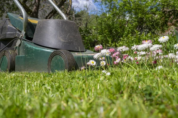 Dainty white and pink spring flowers in a green garden lawn with electric lawn mower at the end of the cluster in a low angle ground level view in a seasons and yard maintenance concept