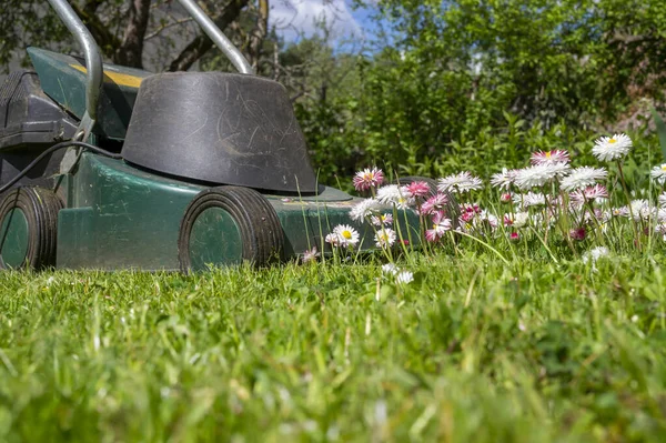 Zierliche Weiße Und Rosa Frühlingsblumen Einem Grünen Gartenrasen Mit Elektrischem — Stockfoto