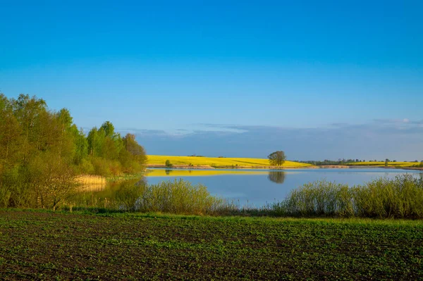 Весенний Сельскохозяйственный Ландшафт Красочными Желтыми Рапсовыми Культурами Озером Недавно Вспаханным — стоковое фото