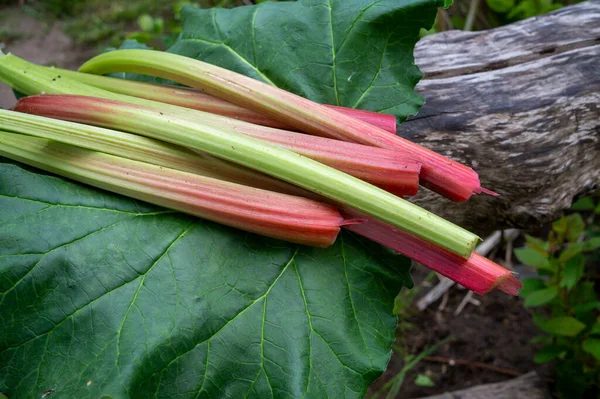 Freshly Harvested Stalks Leaves Rhubarb Lying Weathered Wood Trunk Close — Stock Photo, Image