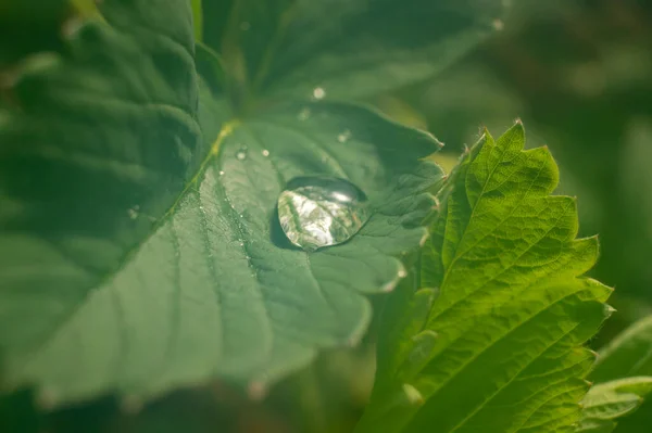 Gocce Acqua Pioggia Ampia Foglia Verde Fresca All Aperto Giardino — Foto Stock