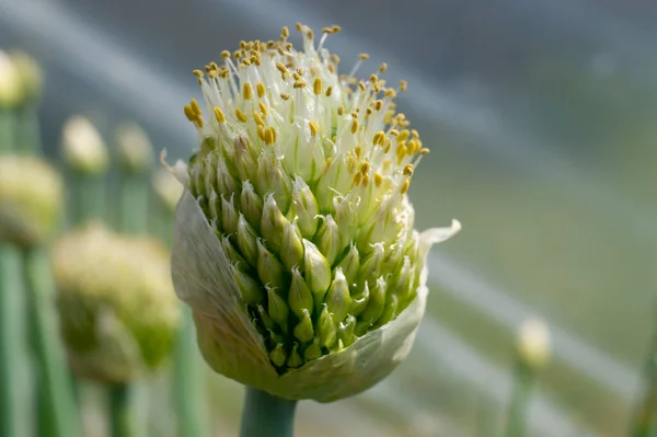 Zelená Cibule Poupata Květiny Otevření Close — Stock fotografie