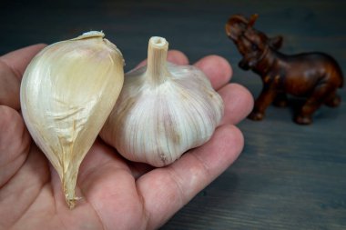 Avucundaki fil sarımsağı (Allium ampeloprasum) karanfil ve normal sarımsak soğanı
