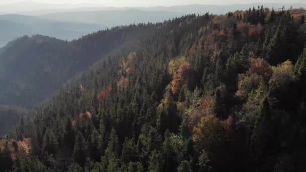 Vista aérea épica de abeto mixto y bosque de otoño verde caducifolio y naranja. Epic Glory Inspiración Senderismo y Turismo Concepto — Vídeo de stock