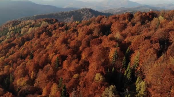 Vue aérienne épique de la forêt d'automne mixte d'épinette et de feuillus verts et orange. Epic Glory Inspiration Randonnée pédestre et tourisme Concept. 4K 