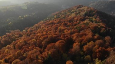 Karışık ladin ve yaprak döken yeşil ve turuncu sonbahar ormanlarının destansı hava manzarası. Efsanevi Zafer Yürüyüşü ve Turizm Konsepti. 4k